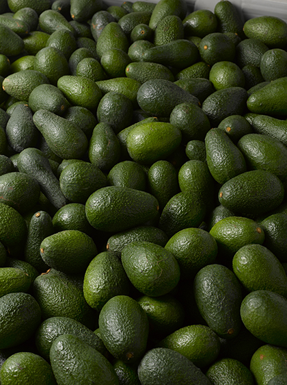 NP-Palta-portada.jpg